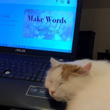 Katze schläft auf Tastatur
